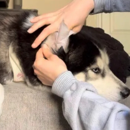 Toallitas de limpieza para oídos mascostas